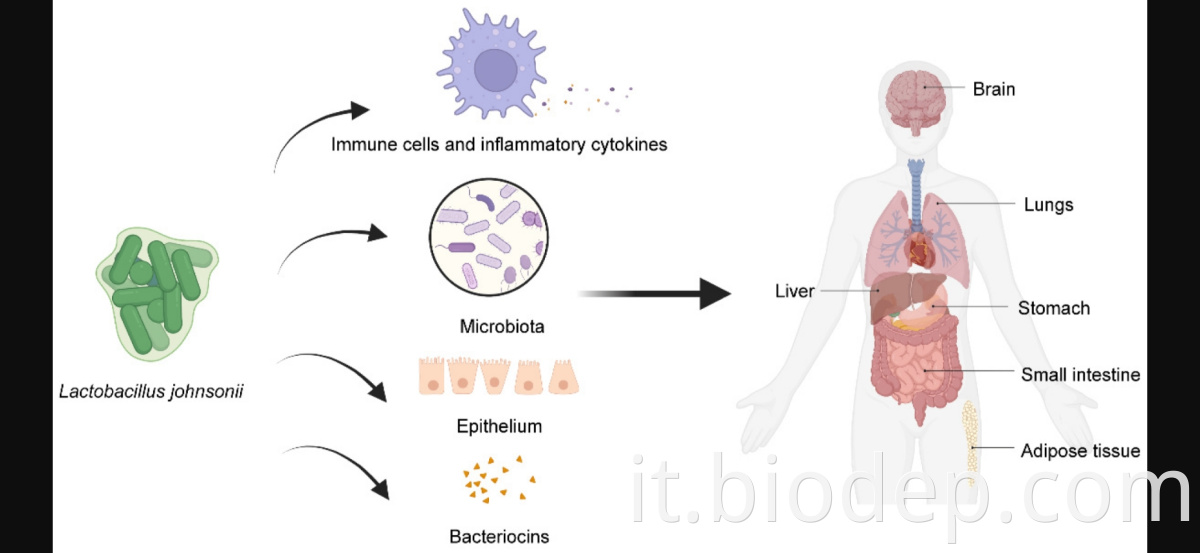 lactobacillus johnsonii2